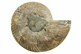 Cut & Polished Ammonite Fossil (Half) - Madagascar #347515-1